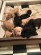 Labrador Retriever Puppies for sale in Waterport, NY 14571, USA. price: NA