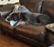Labrador Retriever Puppies for sale in Saginaw, TX 76179, USA. price: NA