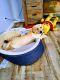 Labrador Retriever Puppies for sale in Cedar Rapids, IA, USA. price: NA