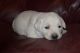 Labrador Retriever Puppies for sale in Sugar City, ID, USA. price: NA