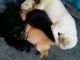 Labrador Retriever Puppies for sale in Hiawassee, GA 30546, USA. price: $200