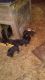 Labrador Retriever Puppies for sale in 261 Bell Calhoun Dr, Keysville, VA 23947, USA. price: NA