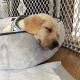 Labrador Retriever Puppies for sale in Waynesboro, VA 22980, USA. price: $700