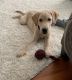 Labrador Retriever Puppies for sale in Harrisonburg, VA, USA. price: NA