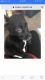 Labrador Retriever Puppies for sale in 7490 Beechnut St, Houston, TX 77074, USA. price: NA