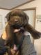 Labrador Retriever Puppies for sale in Newark, OH, USA. price: NA