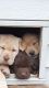 Labrador Retriever Puppies for sale in Bancroft, MI 48414, USA. price: $300