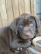 Labrador Retriever Puppies for sale in Orangevale, CA, USA. price: NA