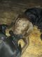 Labrador Retriever Puppies for sale in Milaca, MN 56353, USA. price: NA