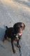 Labrador Retriever Puppies for sale in Jericho, VT 05465, USA. price: NA