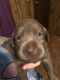 Labrador Retriever Puppies for sale in Silver Springs, FL, USA. price: $850