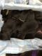 Labrador Retriever Puppies for sale in Jacksonville, NC, USA. price: NA
