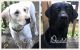 Labrador Retriever Puppies for sale in Osseo, WI 54758, USA. price: NA
