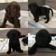 Labrador Retriever Puppies for sale in Dallas, GA, USA. price: NA