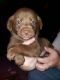 Labrador Retriever Puppies for sale in Equality, IL 62934, USA. price: NA