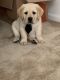 Labrador Retriever Puppies for sale in Fall River, MA, USA. price: $1,500