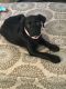 Labrador Retriever Puppies for sale in Caldwell, ID 83605, USA. price: $200