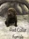 Labrador Retriever Puppies for sale in Whitehall, WI 54773, USA. price: NA