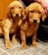 Labrador Retriever Puppies for sale in Freeport, IL 61032, USA. price: $500