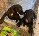 Labrador Retriever Puppies for sale in Bradley, IL, USA. price: NA