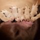 Labrador Retriever Puppies for sale in Chippewa Falls, WI 54729, USA. price: NA