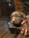 Labrador Retriever Puppies for sale in Palestine, TX, USA. price: NA