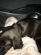 Labrador Retriever Puppies for sale in Catoosa, OK, USA. price: NA