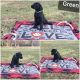 Labrador Retriever Puppies for sale in Mebane, NC 27302, USA. price: $600