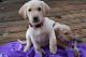 Labrador Retriever Puppies for sale in Acworth, GA, USA. price: NA