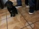 Labrador Retriever Puppies for sale in Maywood, CA 90270, USA. price: $250