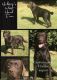 Labrador Retriever Puppies for sale in Spartanburg, SC, USA. price: $650