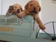 Labrador Retriever Puppies for sale in Tracy, CA, USA. price: $1,500
