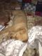 Labrador Retriever Puppies for sale in Maywood, CA 90270, USA. price: $250