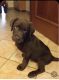 Labrador Retriever Puppies for sale in Cleveland, OH, USA. price: NA