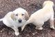 Labrador Retriever Puppies for sale in Chesterfield, MI 48051, USA. price: $750