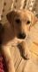 Labrador Retriever Puppies for sale in 417 Jefferson St, Massapequa, NY 11758, USA. price: NA
