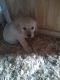Labrador Retriever Puppies for sale in Sullivan, IL 61951, USA. price: NA