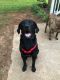 Labrador Retriever Puppies for sale in 1918 Ln Rd Ext, Gastonia, NC 28056, USA. price: NA