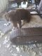 Labrador Retriever Puppies for sale in 391 Woodoak Dr, Pearl, MS 39208, USA. price: NA