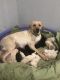 Labrador Retriever Puppies for sale in Canton, SD 57013, USA. price: $500