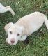 Labrador Retriever Puppies for sale in Lanesville, IN 47136, USA. price: NA