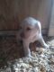 Labrador Retriever Puppies for sale in Sullivan, IL 61951, USA. price: NA