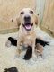Labrador Retriever Puppies for sale in Seguin, TX 78155, USA. price: NA