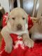 Labrador Retriever Puppies for sale in Louisville, KY 40229, USA. price: $650