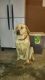 Labrador Retriever Puppies for sale in Olmsted Falls, OH 44138, USA. price: NA