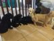 Labrador Retriever Puppies for sale in Stitzer, WI 53825, USA. price: NA