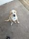Labrador Retriever Puppies for sale in Oklahoma City, OK 73135, USA. price: $200