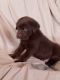 Labrador Retriever Puppies for sale in Memphis, MI 48041, USA. price: NA