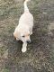 Labrador Retriever Puppies for sale in Eagle, ID, USA. price: $500