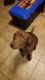 Labrador Retriever Puppies for sale in McHenry, IL, USA. price: $600